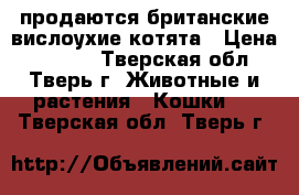 продаются британские вислоухие котята › Цена ­ 3 000 - Тверская обл., Тверь г. Животные и растения » Кошки   . Тверская обл.,Тверь г.